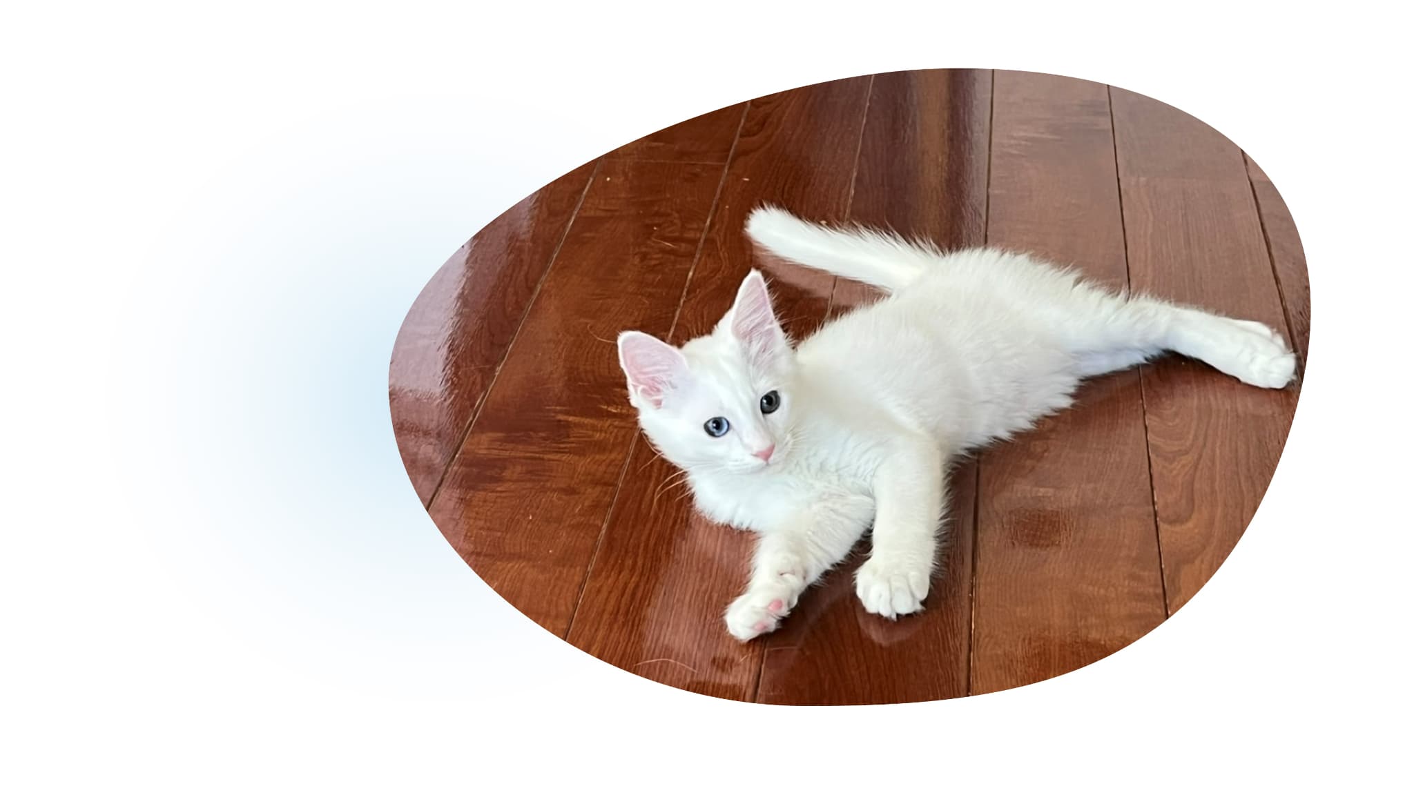 猫②